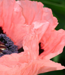 Poppy in landscape design Grand Rapids